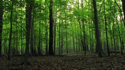 what trees are in the midland hardwood hardwood forest